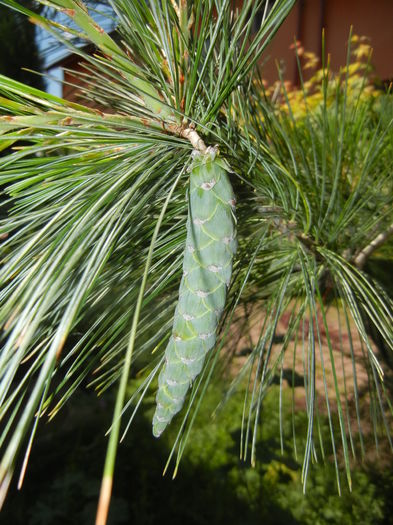 Pinus wallichiana Densa Hill (16, Jun.03)
