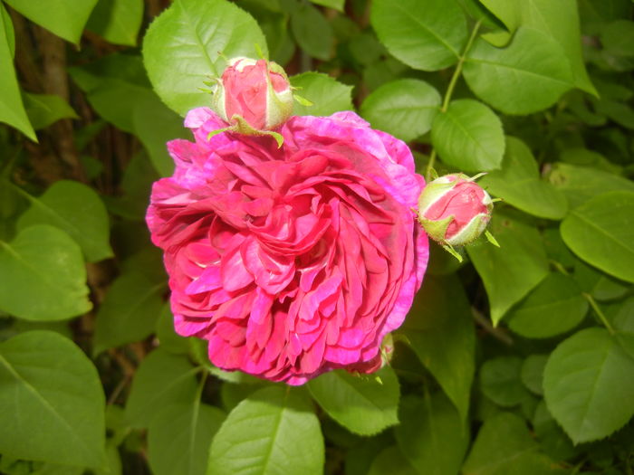 Rosa damascena (2016, May 21)