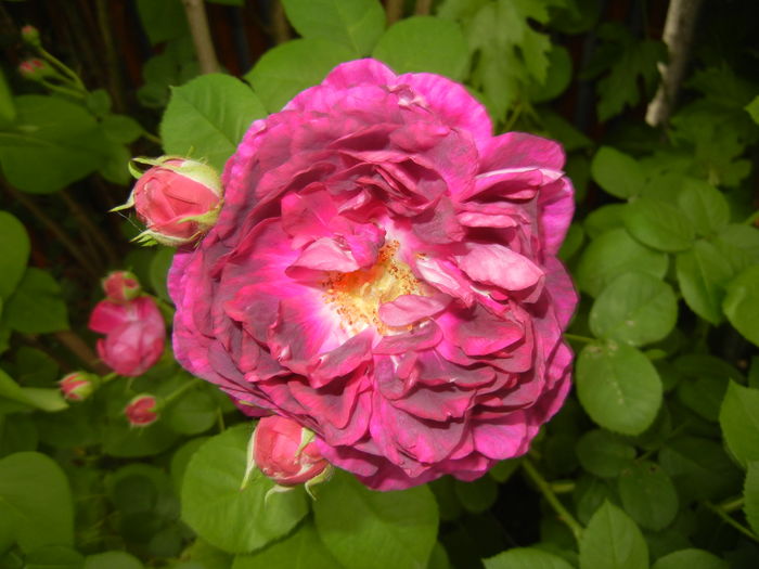 Rosa damascena (2016, May 21) - ROSA Damascena_Damask Rose