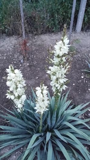 20160612_205431 - curtea cu toate cele 2016