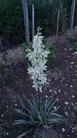 20160612_205445 - curtea cu toate cele 2016