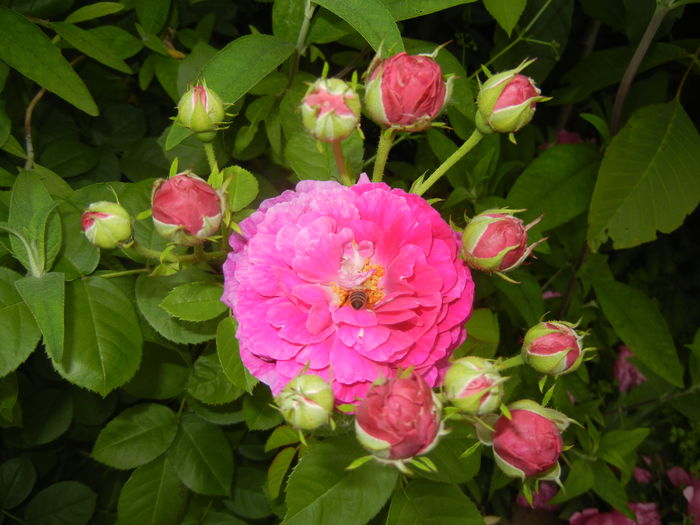 Rosa damascena (2016, May 21)