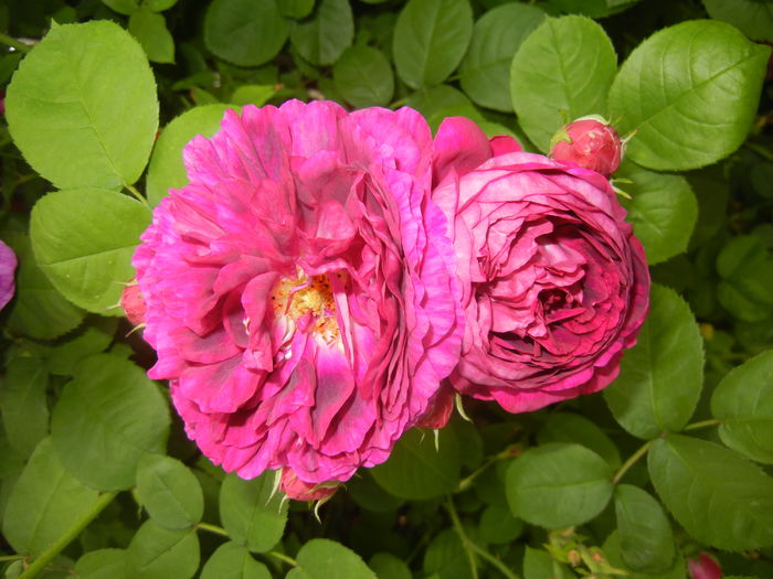 Rosa damascena (2016, May 21) - ROSA Damascena_Damask Rose