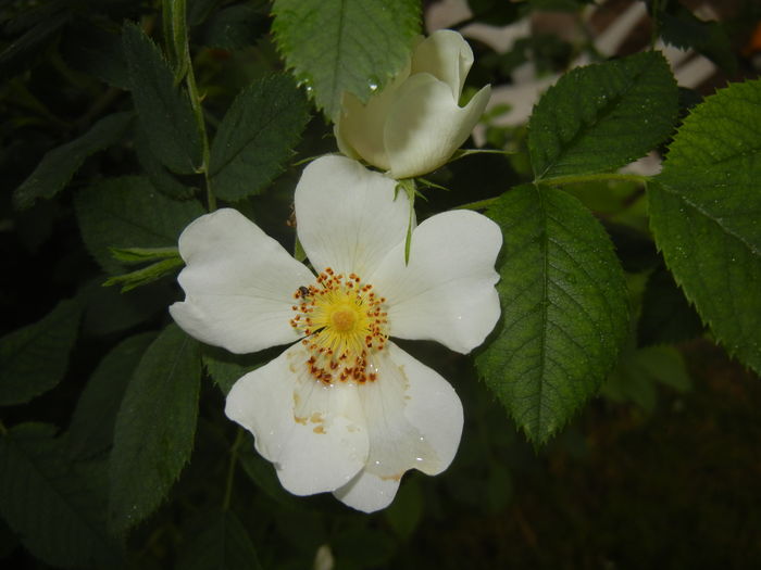 Rosa canina. Dog Rose (2016, May 27)