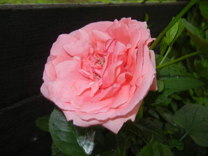 Rose Pleasure (2016, May 27)