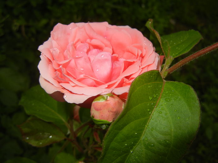 Rose Pleasure (2016, May 27)