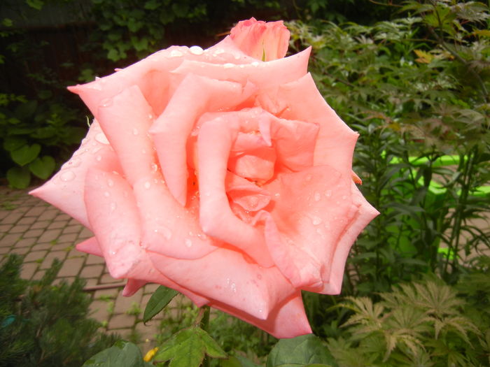 Bright Salmon Rose (2016, June 07)