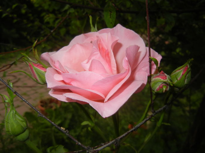 Rose Queen Elisabeth (2016, Jun.03) - Rose Queen Elisabeth