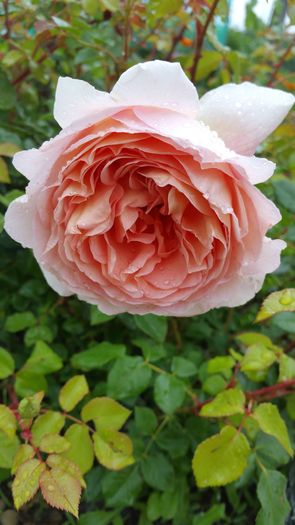 Abraham Darby