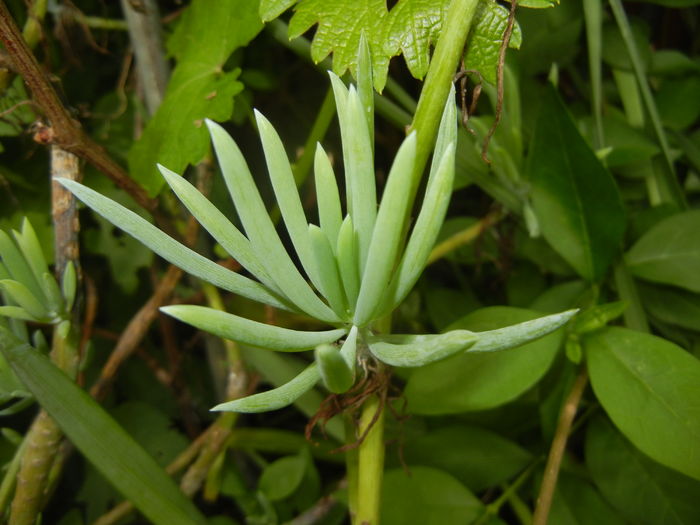 Senecio Kilimanjaro (2016, May 06)