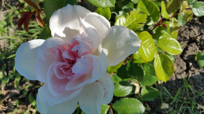 The Generous Gardener - Trandafiri 2016