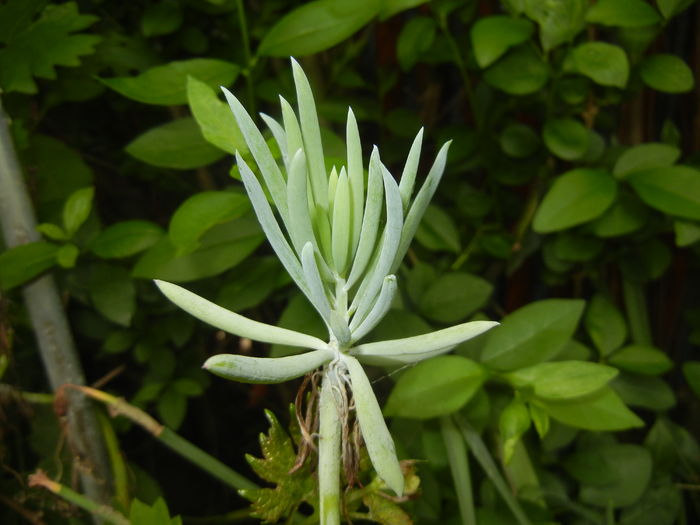 Senecio Kilimanjaro (2016, May 06)