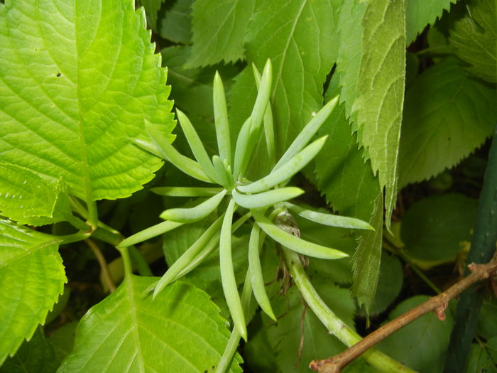 Senecio Kilimanjaro (2016, May 06) - Senecio Kilimanjaro