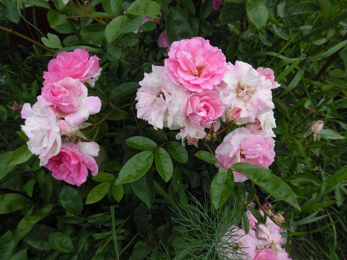 420 - Hybrid multiflora Beauty Thousand