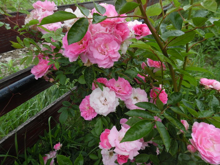 421 - Hybrid multiflora Beauty Thousand
