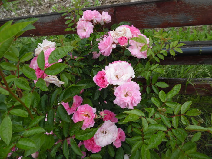 422 - Hybrid multiflora Beauty Thousand