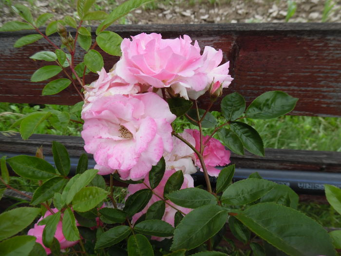425 - Hybrid multiflora Beauty Thousand