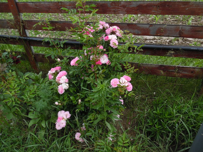 426 - Hybrid multiflora Beauty Thousand