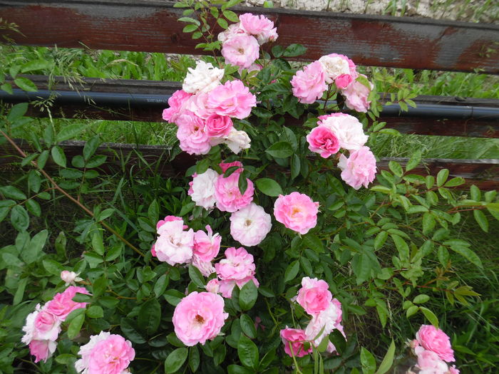 427 - Hybrid multiflora Beauty Thousand