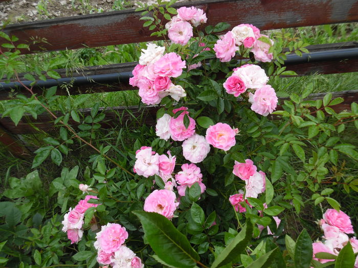 428 - Hybrid multiflora Beauty Thousand