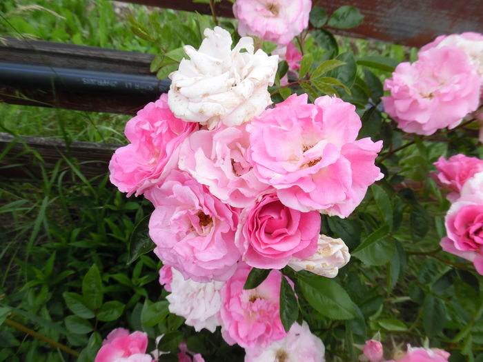 430 - Hybrid multiflora Beauty Thousand