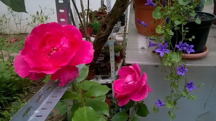 WP_20160521_09_15_24_Pro