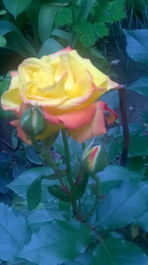 WP_20160523_09_08_20_Pro