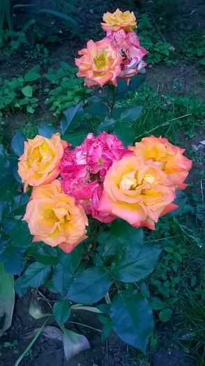 WP_20160530_18_32_16_Pro