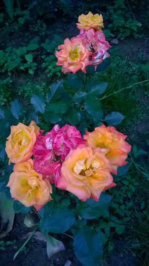 WP_20160530_18_32_26_Pro