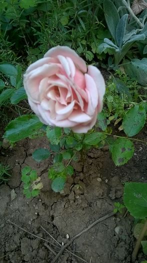 WP_20160611_17_35_42_Pro