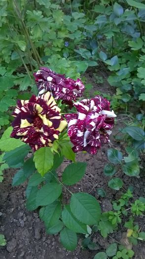 WP_20160611_17_35_18_Pro