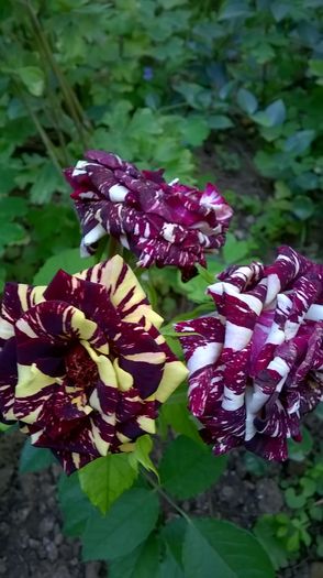 WP_20160611_17_35_22_Pro - Trandafiri 2016