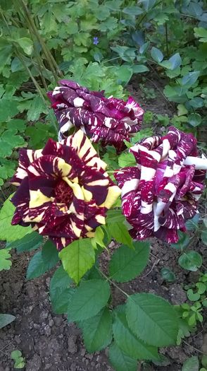 WP_20160611_17_35_29_Pro - Trandafiri 2016