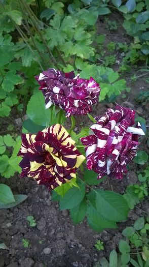 WP_20160611_17_35_37_Pro - Trandafiri 2016