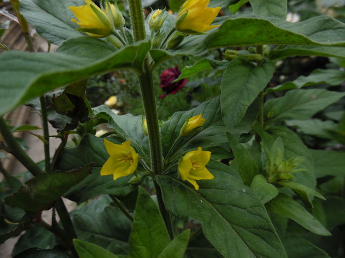 LYSIMACHIA PUNCTATA - Plante necunoscute