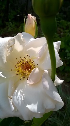 WP_20160611_17_38_05_Pro