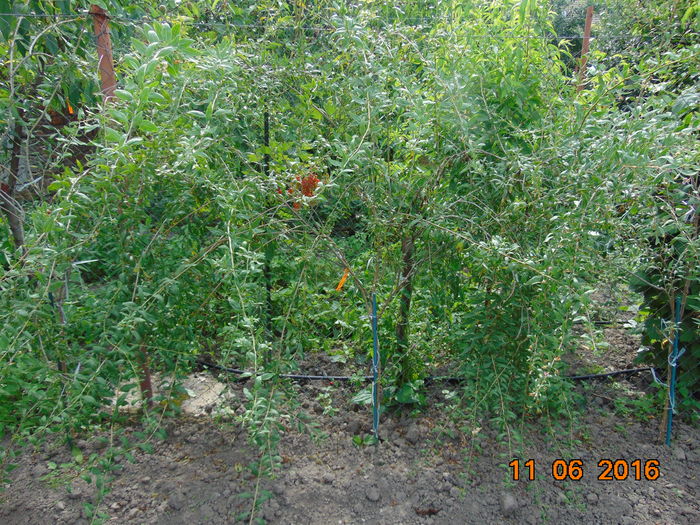 NINGXIA NQ1 - 11 iunie 2016