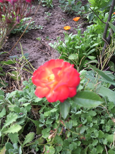 IMG_20160606_124856 - 01-Flori din curtea mea 2016