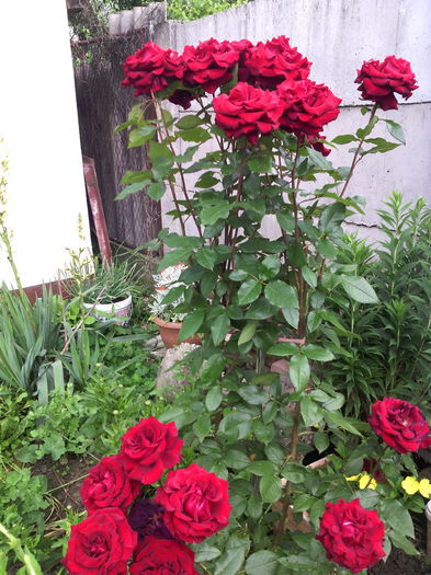 IMG_20160606_124842 - 01-Flori din curtea mea 2016