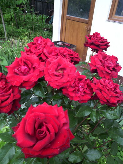 IMG_20160606_124810 - 01-Flori din curtea mea 2016