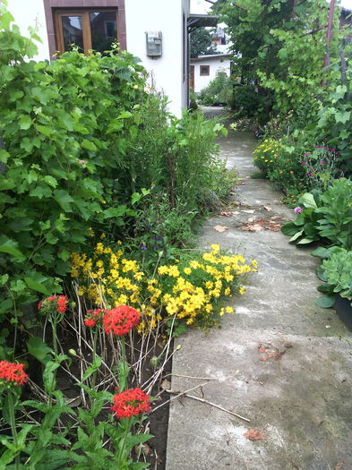 Alee - 01-Flori din curtea mea 2016