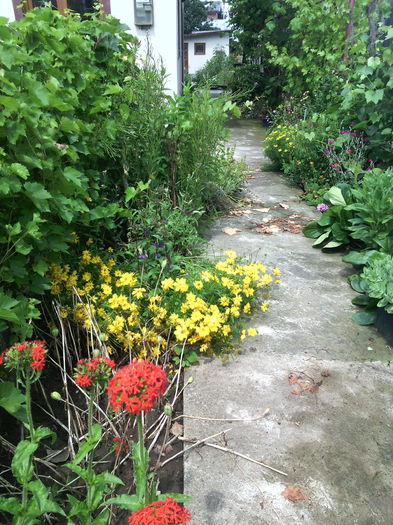 IMG_20160612_152301 - 01-Flori din curtea mea 2016