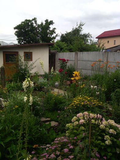 IMG_20160612_152454 - 01-Flori din curtea mea 2016