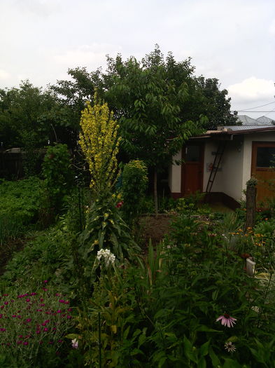 IMG_20160612_152506 - 01-Flori din curtea mea 2016