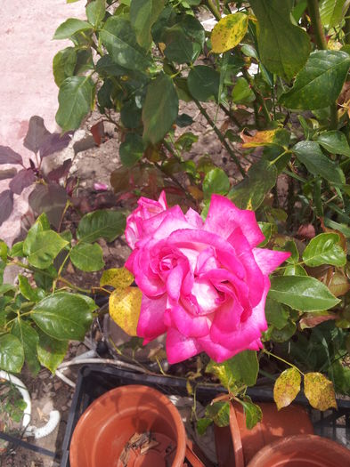 200 - Florii de gradina 2016