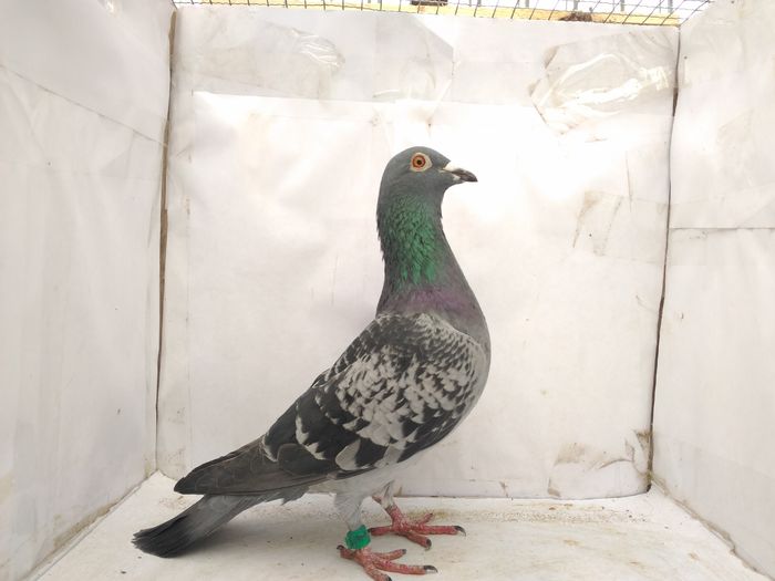 Nl13F-100 lei -vandut-Radu S.-Mv.Br; +talon proprietar
