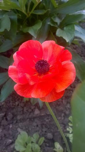 WP_20160610_09_42_56_Pro - gradina 2016