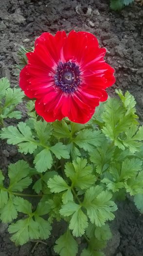 WP_20160610_09_42_44_Pro - gradina 2016