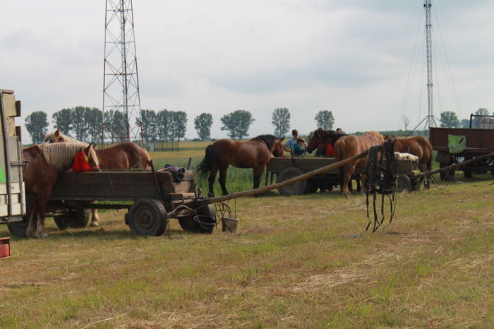 IMG_8852 - EXPO CAI RUSENI 2016 SATU MARE