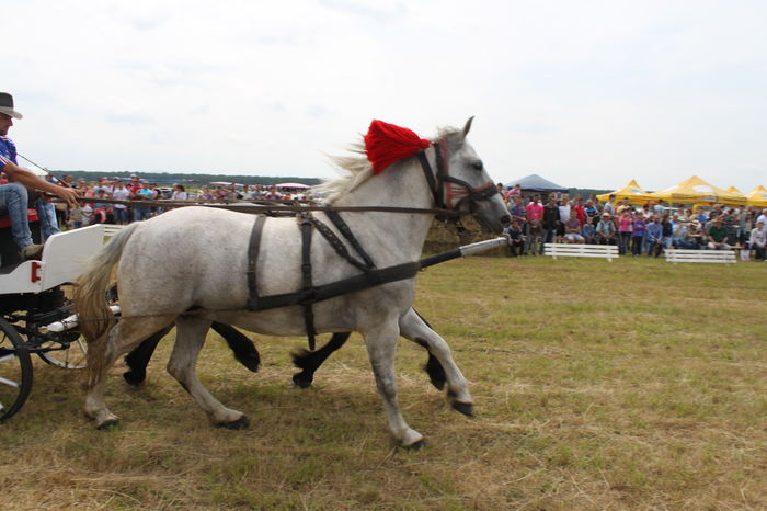 IMG_8974 - EXPO CAI RUSENI 2016 SATU MARE